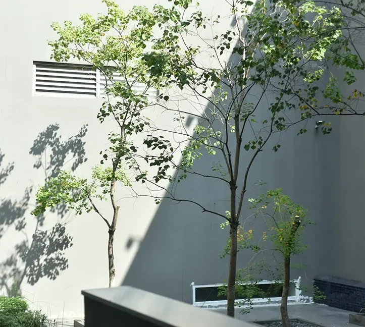 Garden design - modern trees planted in a courtyard, with interesting wall shadows