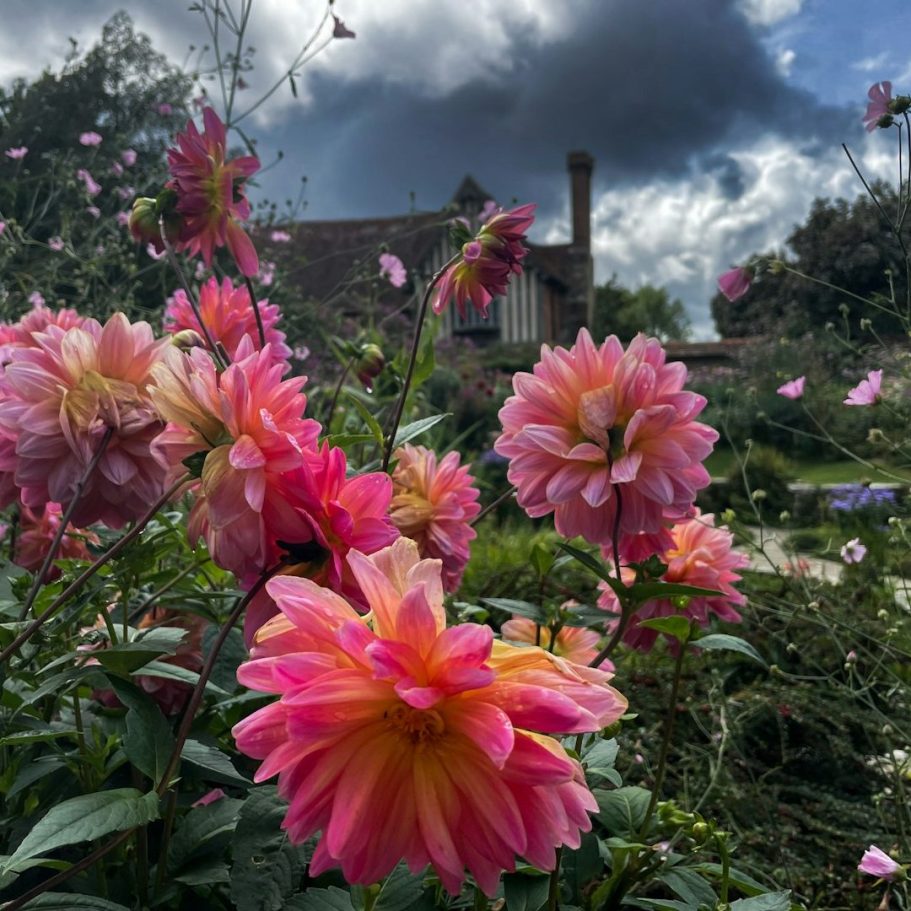 Garden of Pom Pom Dahlias.