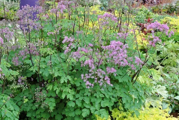 Thalictrum 'Black Stockings' Thalictrum 'Black Stockings' (AGM)