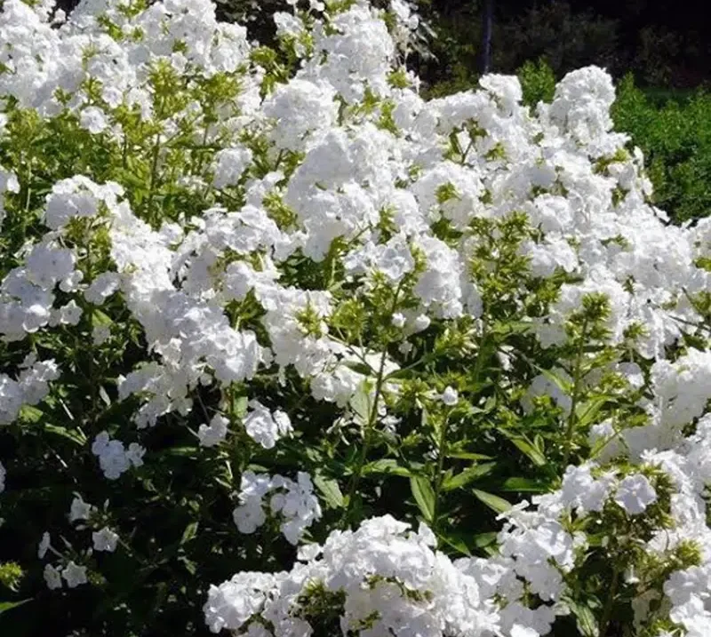 Exochorda racemosa - Common pearlbush