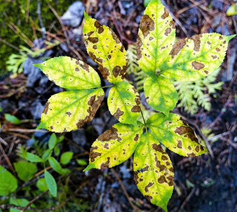 Plant disease - fungal leaf blight or rust on plant leaves leading to chlorosis.
