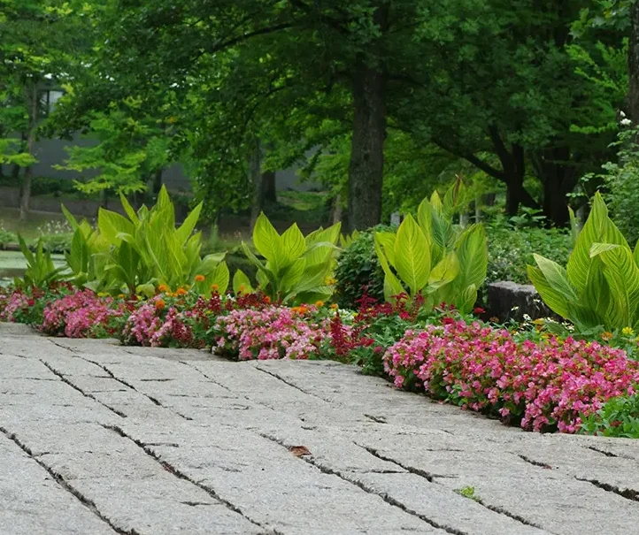 Image showing the softening & colouration effect of plants next to hard landscaping