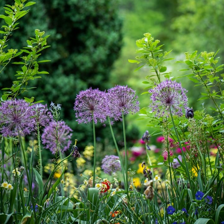 A Collection of Ornamental Alliums, Growing through other Planting.