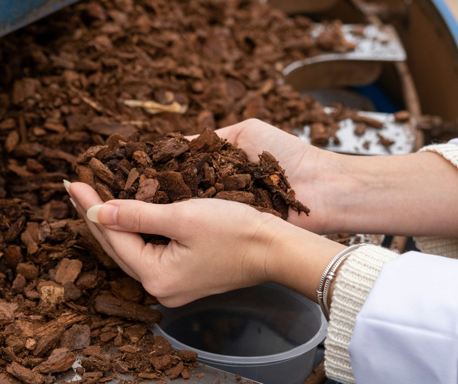 Close up stock image of a lady holding garden mulch of decomposing Pine bark chips.