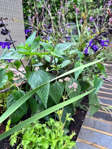 Close Up of New Planting Salvia 'Amistad' and Astrantia major planting combination