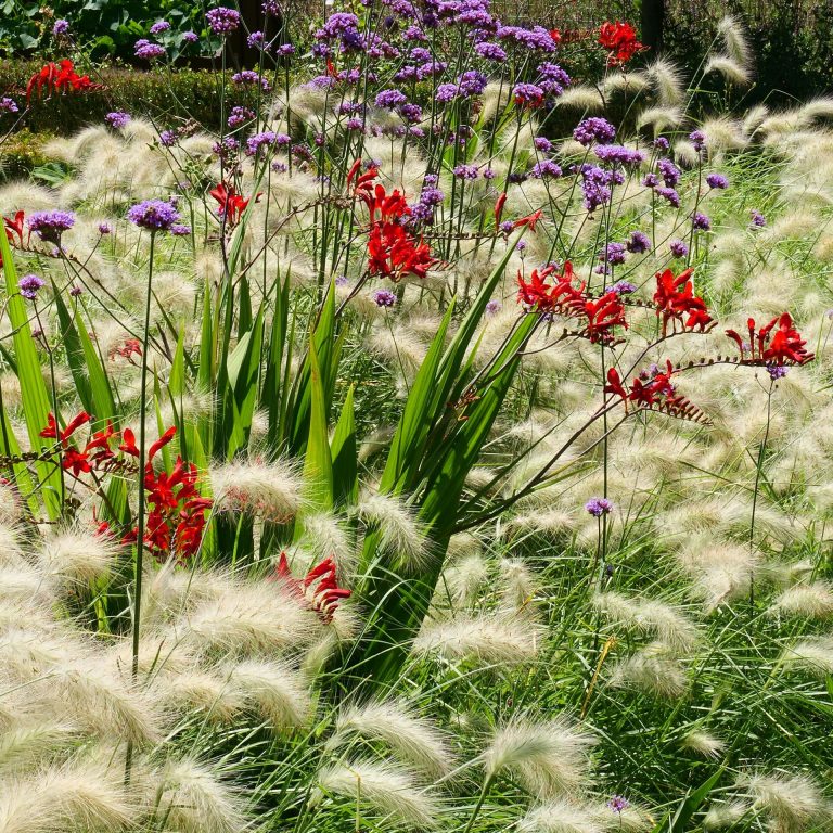 Stunning ornamental grass and perennial border with various grasses, Crocosmia 'Lucifer' & Verbena bonariensis