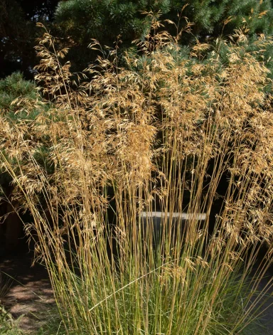 Stipa gigantea Stipa gigantea