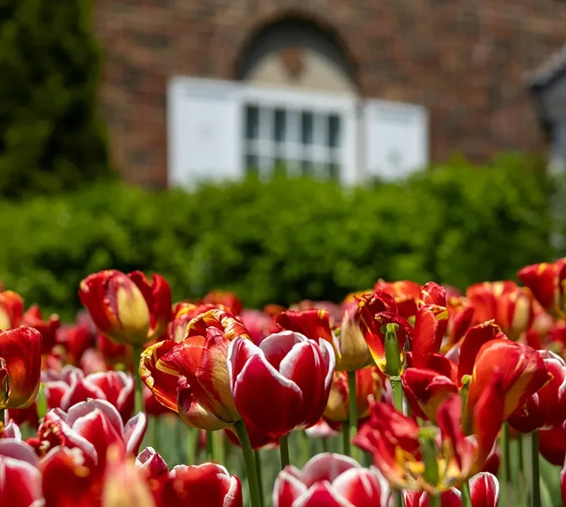 A mass of red tulips. Formal English garden style