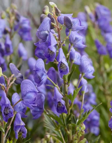 Aconitum carmichaelii 'Pershore Abbey' Aconitum carmichaelii 'Pershore Abbey' - Monkshood