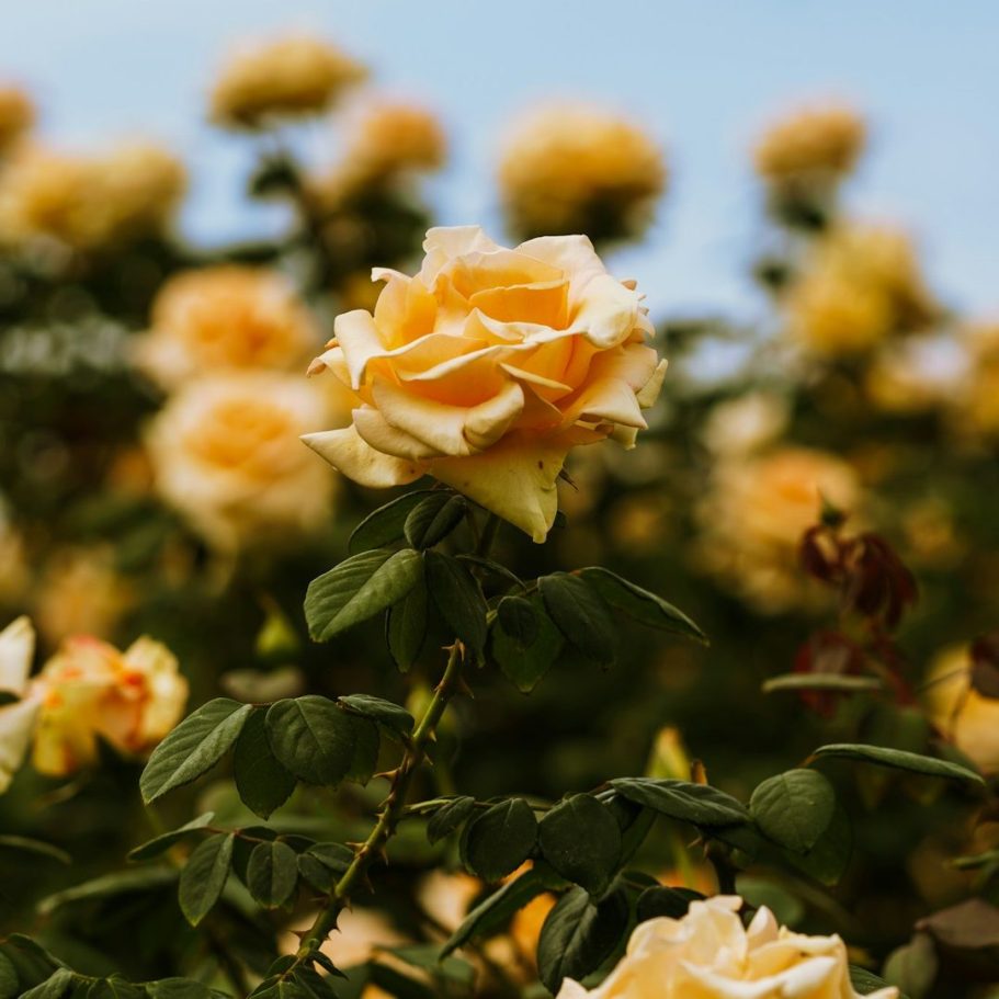 Photograph of a Peach Coloured Rose.