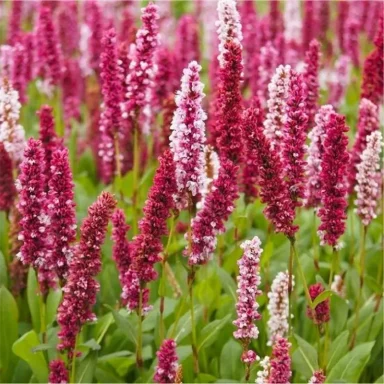 Persicaria affinis 'Darjeeling Red' Persicaria affinis 'Darjeeling Red' - Bistorta