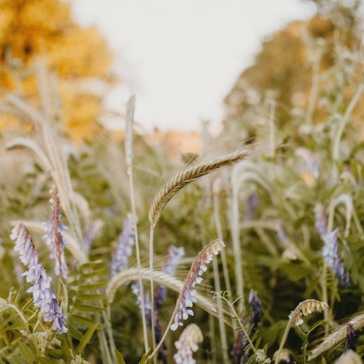 Dreamy meadow planting palette.