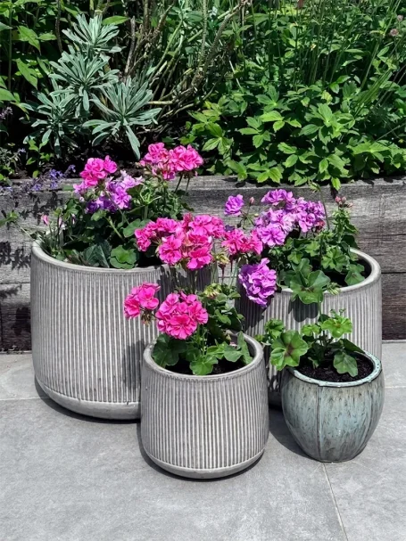 Potted Pelargoniums Seasonal summer planting of outdoor pots with pink and white geraniums and white begonias