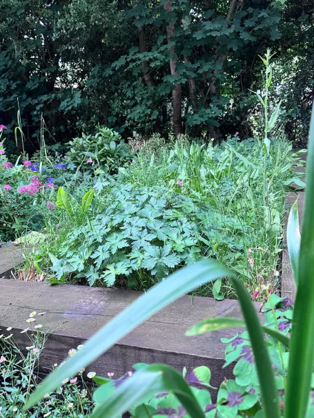 My Home Wildflower Experiment! Small wild-flower meadow in Beaconsfield, HP9 2