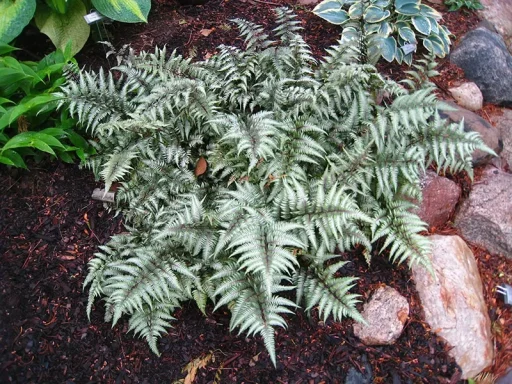 Athyrium niponicum Athyrium niponicum var. pictum 'Silver Falls' - Japanese painted fern