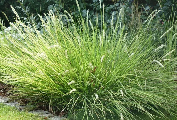 Sesleria autumnalis Sesleria autumnalis - autumn moor-grass