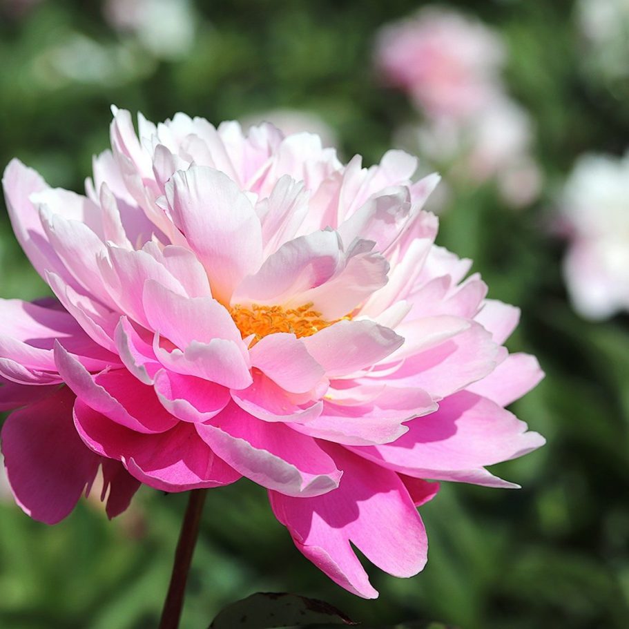 Close Up Shot of a Multi-Coloured Pink and White Tinged Paeony.