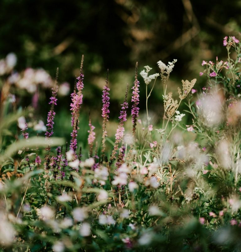 A Dreamy Plant Combination.