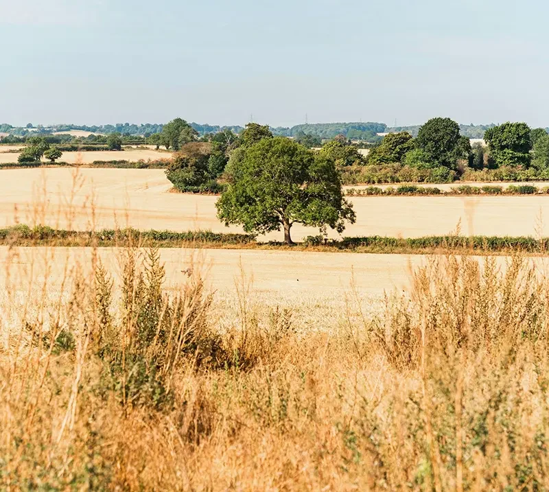 Image of a sun parched UK field in high-summer. Used to illustrate my article on resilient planting plans.