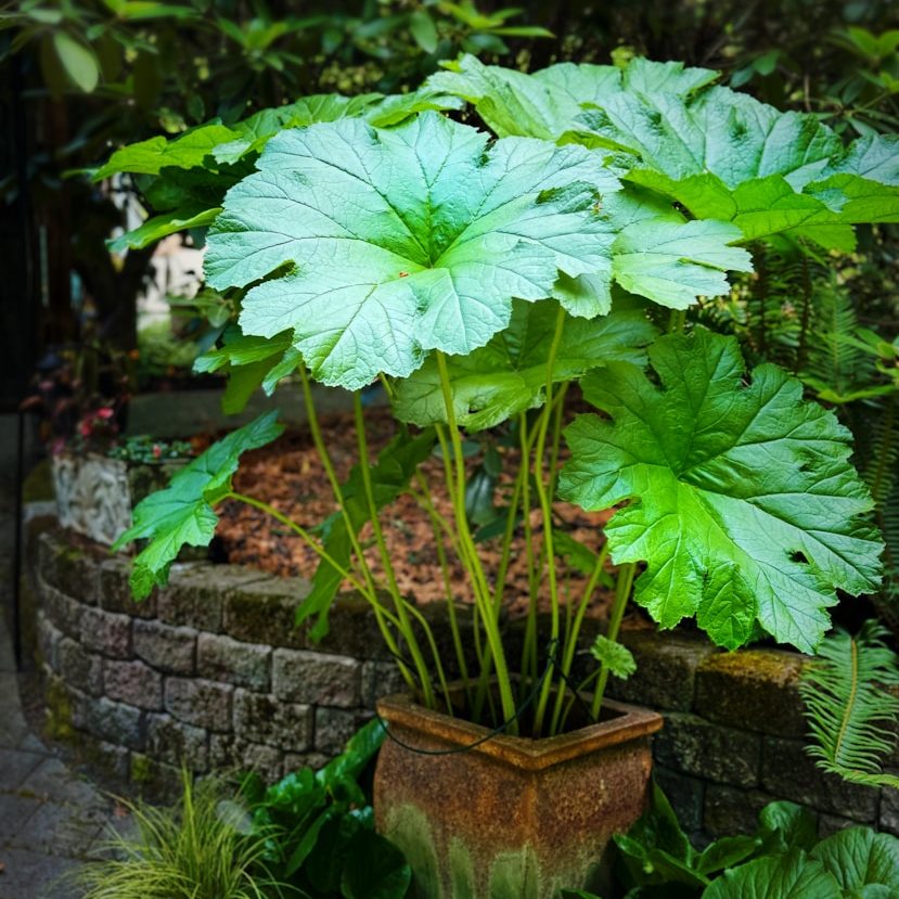 Darmera peltata plant in pot.