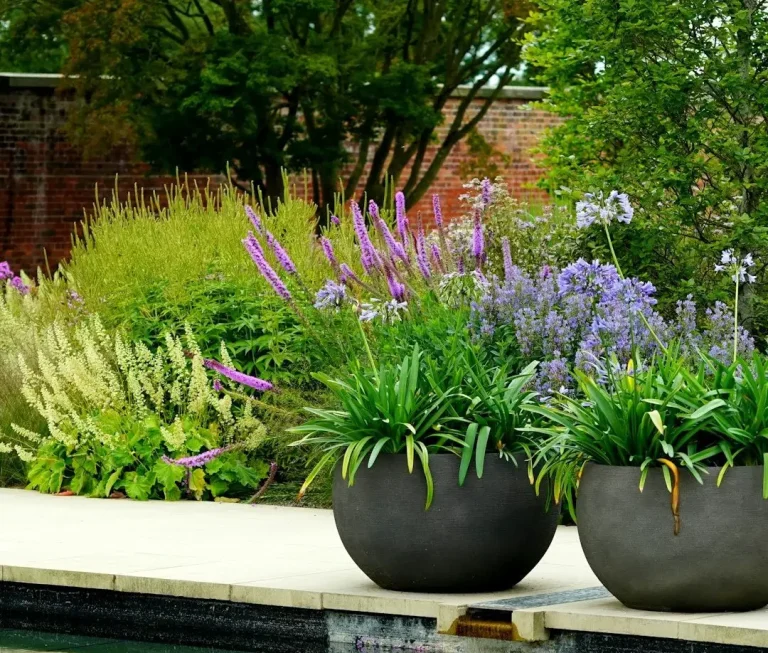 Modern planting of blue Agapanthus africanus in two large grey pots on terrace beside the swimming pool