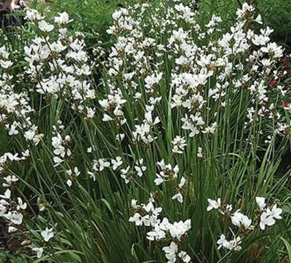 Libertia grandiflora Libertia grandiflora - New Zealand satin flower