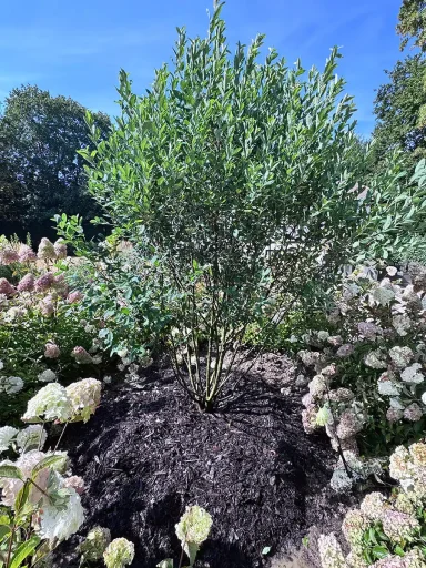 Amelanchier canadensis 'Rainbow Pillar' A lovely Amelanchier canadensis 'Rainbow Pillar' planted and mulched by Hortus Viridis - August 2026