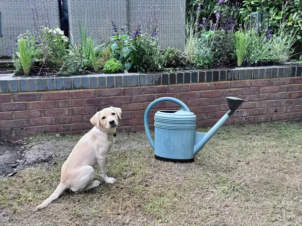 Checking out my work! My new friend, Honey the dog!