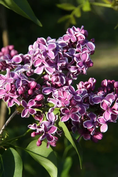 Syringa vulgaris - Common Lilac Syringa vulgaris