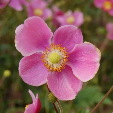 Anemone hupehensis Anemone hupehensis var. japonica 'Splendens'