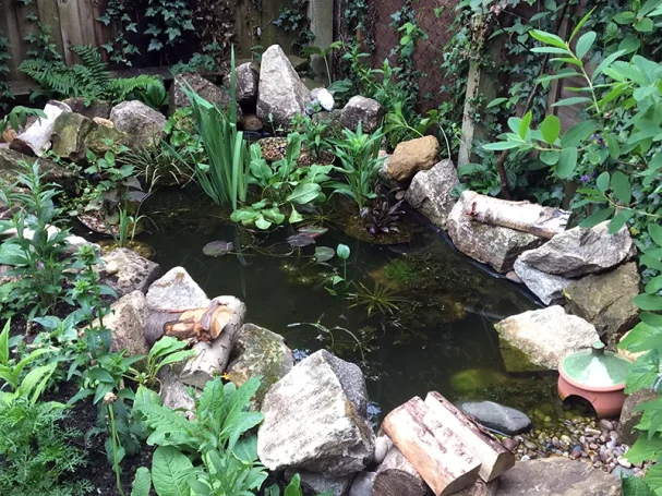 A Small Nature Pond A small nature pond in Beaconsfield, HP9 UK. Planted with Houttuynia cordata, Iris ensata & Aponogeton distachyos. Attracts newts & frogs