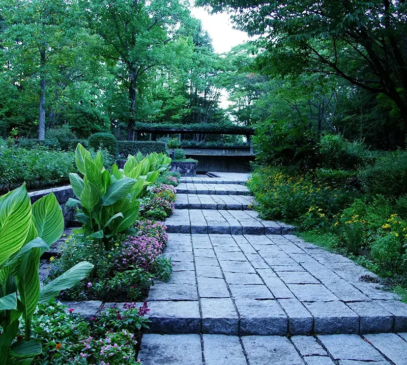 Modern garden design with planting of variegated Canna lilies and other seasonal summer display plants.