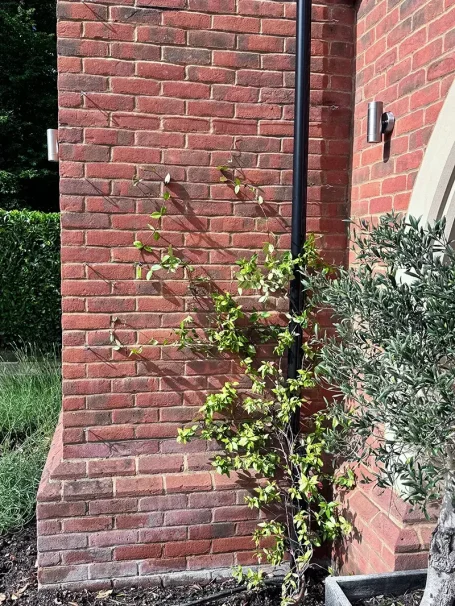 Wire Rope Installation Wire rope Installation for an existing Star Jasmine (Trachelospermum jasminoides) in Chesham Bois (HP6), to provide better wall screening
