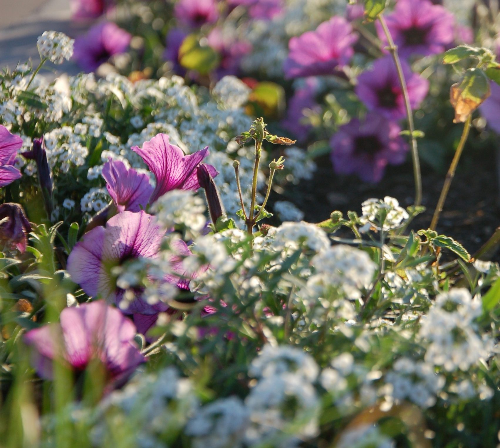 Image of a sun-kissed flower border, brimming with pink and white flowers.