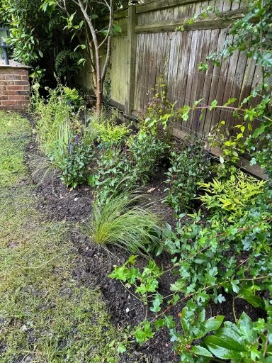 Beaconsfield Border Refresh Artisanal planting design Beaconsfield. New perennial border planting design in HP9