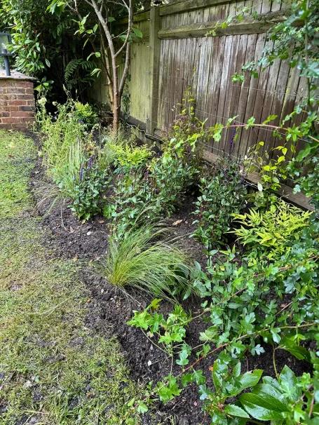 Beaconsfield Border Refresh Artisanal planting design Beaconsfield. New perennial border planting design in HP9