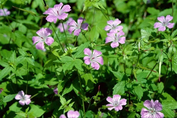 Geranium nodosum Geranium nodosum - Knotted cranesbill