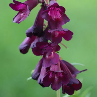 Penstemon 'Raven' Penstemon 'Raven' - Raven Beardtongue
