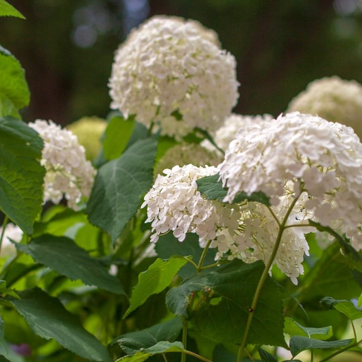 Close up View of a White Hydrangea.